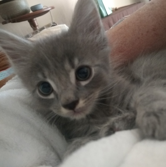 Meet your Posher, Cindy - Picture 3 of 4